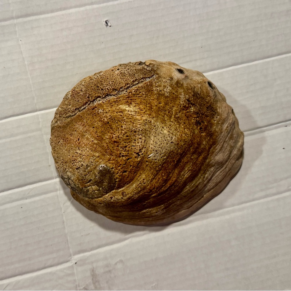 Iridescent Abalone Shell - Picture 5 of 8